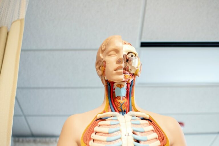 What is the Vagus Nerve